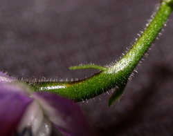 Aconitum lasiocarpum ssp. lasiocarpum