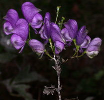 Aconitum lasiocarpum ssp. lasiocarpum