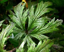 Aconitum lasiocarpum ssp. lasiocarpum