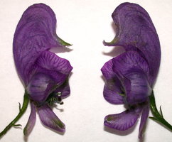 Aconitum lasiocarpum ssp. lasiocarpum