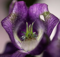 Aconitum lasiocarpum ssp. lasiocarpum