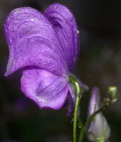 Aconitum lasiocarpum ssp. lasiocarpum