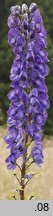 Aconitum clusianum (tojad Kluzjusza)