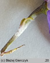 Aconitum clusianum (tojad Kluzjusza)
