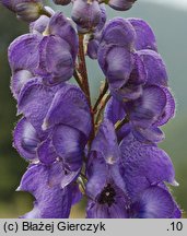 Aconitum clusianum (tojad Kluzjusza)