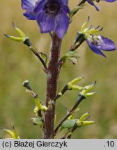 Aconitum clusianum (tojad Kluzjusza)