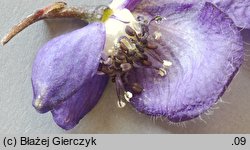 Aconitum clusianum (tojad Kluzjusza)