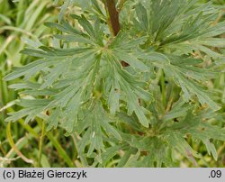 Aconitum clusianum (tojad Kluzjusza)