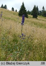 Aconitum clusianum (tojad Kluzjusza)