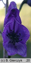 Aconitum plicatum ssp. plicatum var. clusianum