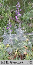 Aconitum plicatum ssp. plicatum var. clusianum