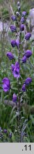 Aconitum plicatum ssp. plicatum var. clusianum