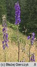 Aconitum plicatum ssp. plicatum var. plicatum (tojad sudecki typowy)