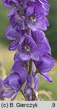 Aconitum plicatum ssp. plicatum var. plicatum (tojad sudecki typowy)