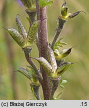 Aconitum plicatum ssp. plicatum var. plicatum (tojad sudecki typowy)