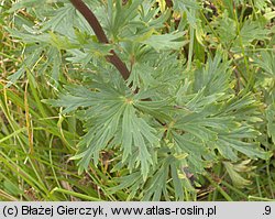 Aconitum plicatum ssp. plicatum var. plicatum (tojad sudecki typowy)