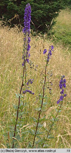 Aconitum plicatum ssp. plicatum var. plicatum (tojad sudecki typowy)