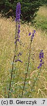 Aconitum plicatum ssp. plicatum var. plicatum (tojad sudecki typowy)