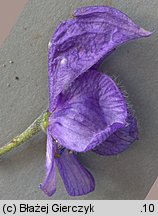 Aconitum plicatum ssp. plicatum var. plicatum (tojad sudecki typowy)