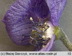 Aconitum plicatum ssp. plicatum var. plicatum (tojad sudecki typowy)