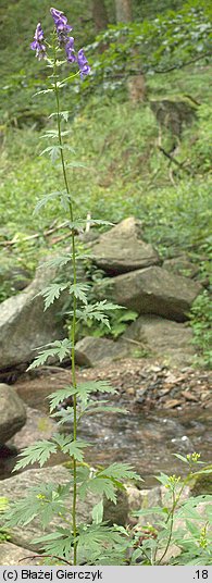 Aconitum plicatum ssp. sudeticum (tojad sudecki gruczołowy)