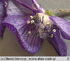 Aconitum plicatum ssp. sudeticum (tojad sudecki gruczołowy)