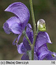 Aconitum plicatum ssp. sudeticum (tojad sudecki gruczołowy)