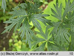 Aconitum plicatum ssp. sudeticum (tojad sudecki gruczołowy)