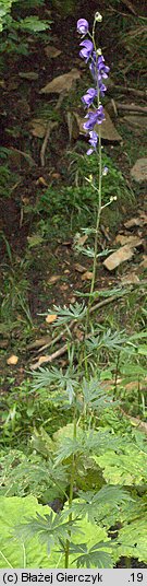 Aconitum plicatum ssp. sudeticum (tojad sudecki gruczołowy)