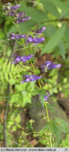 Aconitum variegatum ssp. variegatum (tojad dzióbaty typowy)