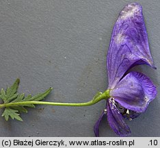 Aconitum variegatum ssp. variegatum (tojad dzióbaty typowy)