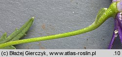 Aconitum variegatum ssp. variegatum (tojad dzióbaty typowy)