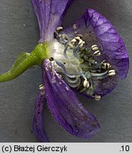 Aconitum variegatum ssp. variegatum (tojad dzióbaty typowy)