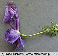 Aconitum variegatum ssp. variegatum (tojad dzióbaty typowy)