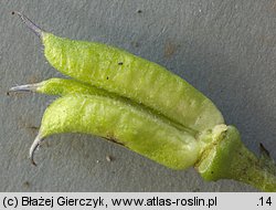 Aconitum variegatum ssp. variegatum (tojad dzióbaty typowy)