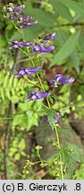 Aconitum variegatum ssp. variegatum (tojad dzióbaty typowy)