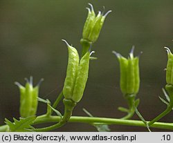 Aconitum variegatum ssp. variegatum (tojad dzióbaty typowy)