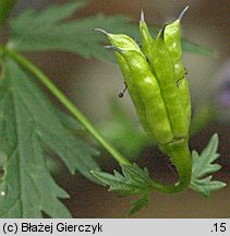 Aconitum variegatum ssp. variegatum (tojad dzióbaty typowy)