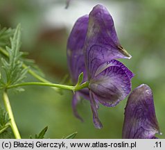 Aconitum variegatum ssp. variegatum (tojad dzióbaty typowy)