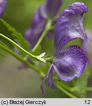 Aconitum variegatum ssp. variegatum (tojad dzióbaty typowy)