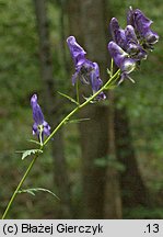 Aconitum variegatum ssp. variegatum (tojad dzióbaty typowy)