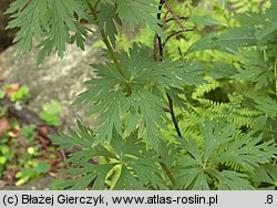 Aconitum variegatum ssp. variegatum (tojad dzióbaty typowy)