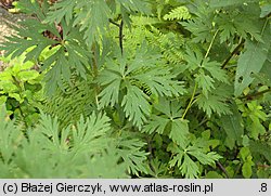 Aconitum variegatum ssp. variegatum (tojad dzióbaty typowy)