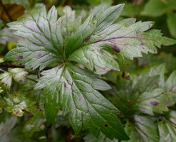 Aconitum xgayeri