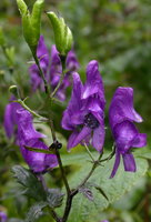 Aconitum xgayeri