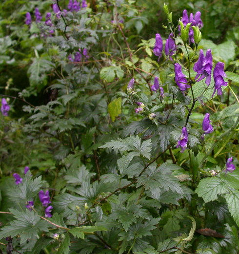 Aconitum xgayeri