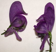 Aconitum xgayeri