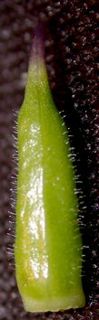 Aconitum xgayeri