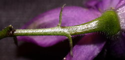 Aconitum xgayeri