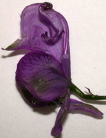 Aconitum xgayeri